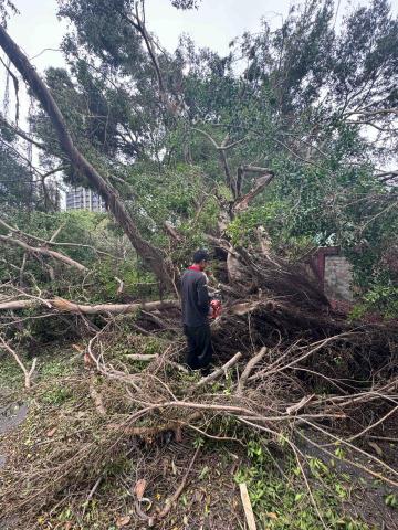 🪽森羽園藝 - 倒樹分解移除