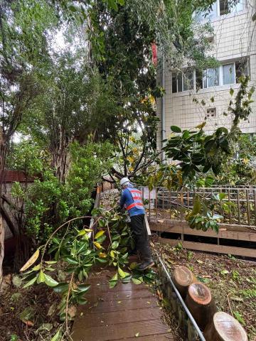 🪽森羽園藝 - 颱風吹倒的樹木分解