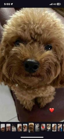 林佳頤 - 這也是我家的狗勾