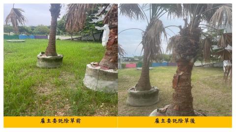 佳順園藝 - 雇主委託除草前後對照11