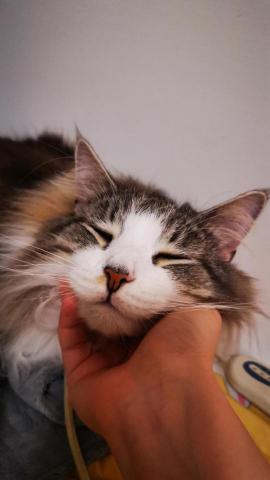 提供保母服務的專家donkomo