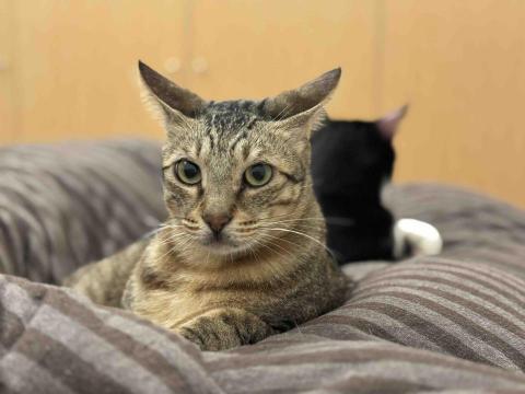 提供動畫師服務的專家黃景淳