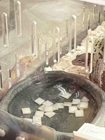 李孟珈 - 養寵物