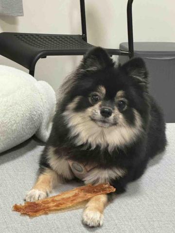 毛大叔狗私塾 - QQ-調皮搗蛋精力充沛到不像博美
#狗學生 毛大叔狗私塾 - QQ-調皮搗蛋精力充沛到不像博美
#狗學生