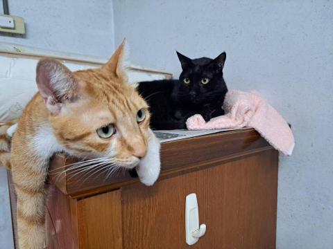 輕鬆寵物保姆 - 