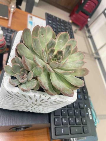 花。楽しいみ花藝設計～花藝師到您家～～ - 多肉植栽