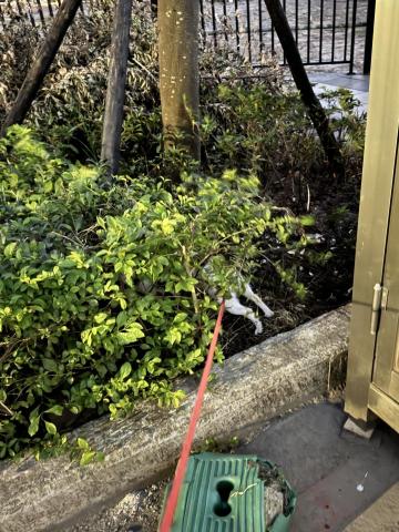 士口利 - 好好嗅聞?