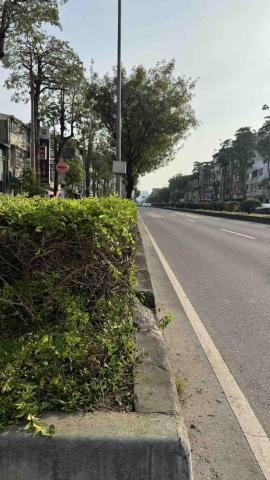 德霖園藝 - 修剪綠籬後