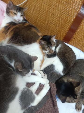 提供寵物美容接送服務的專家寵物代接送服務