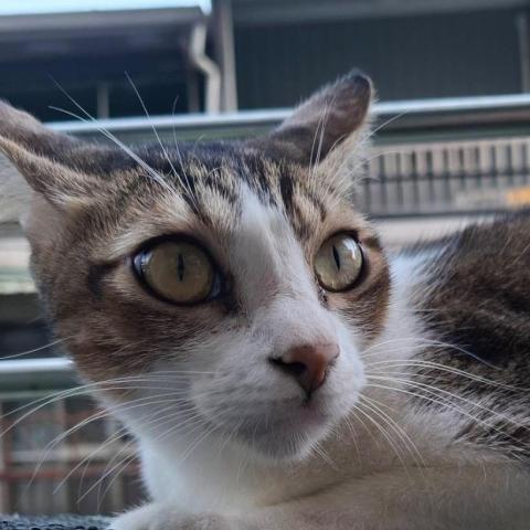 提供711店到店運費服務的專家張靜璇