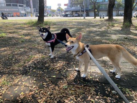 鄭安晴 - 寵物散步