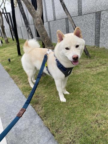 鄭安晴 - 寵物散步