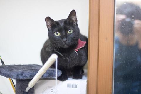 吳健豪 - 第三隻貓的照片