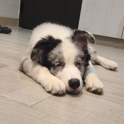 心 禾 狗 狗 教 學 - 