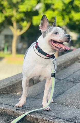 心 禾 狗 狗 教 學 - 