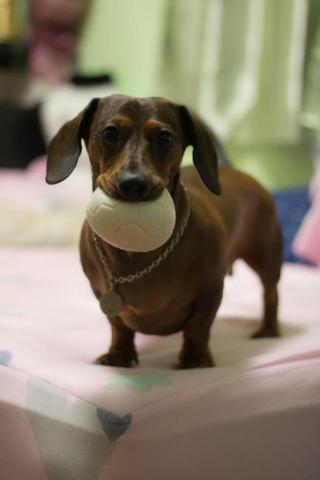 吳健豪 - 幫朋友照顧長大的臘腸