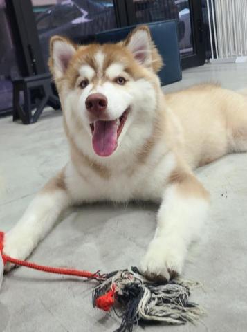 心 禾 狗 狗 教 學 - 