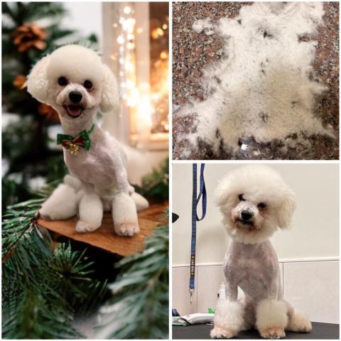 布露熊寵物美容店 - 