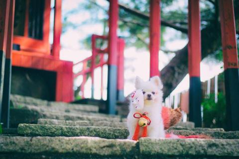 吳健豪 - 家裡狗去民宿的扮裝照