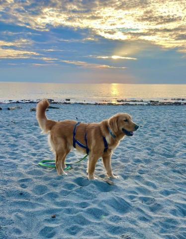 心 禾 狗 狗 教 學 - 