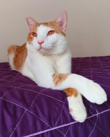 提供刮痧仪服務的專家根緣療癒工作室