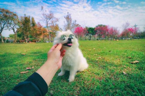 吳健豪 - 家養的狗的散步賞櫻照