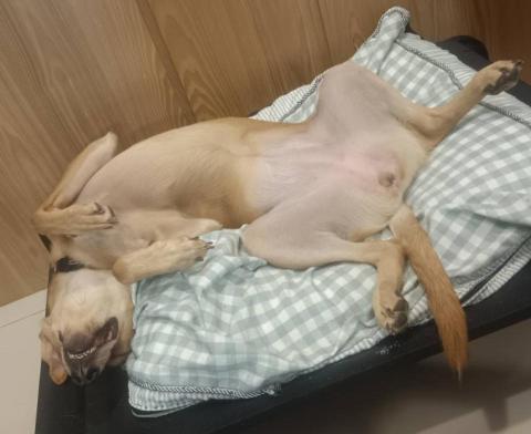 心 禾 狗 狗 教 學 - 