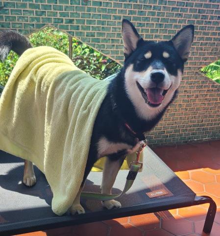 心 禾 狗 狗 教 學 - 