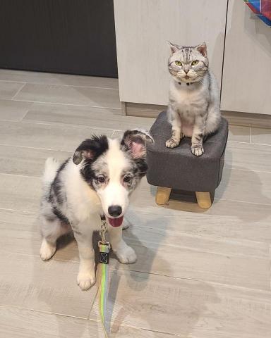 心 禾 狗 狗 教 學 - 