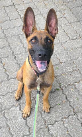 心 禾 狗 狗 教 學 - 