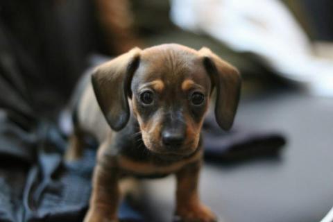 吳健豪 - 幫朋友照顧他剛養的幼犬