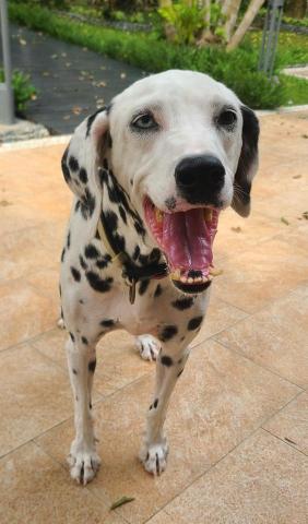 心 禾 狗 狗 教 學 - 