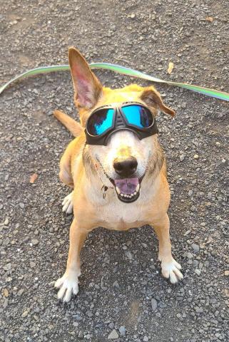 心 禾 狗 狗 教 學 - 