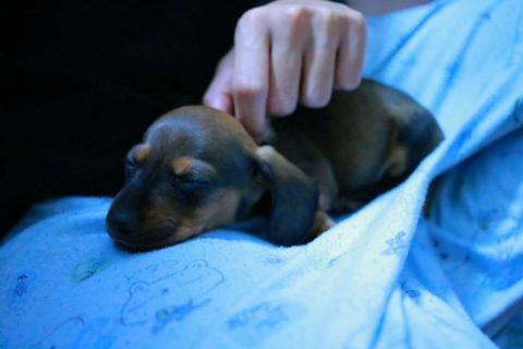 吳健豪 - 幫朋友照顧他剛養的幼犬