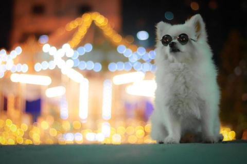 吳健豪 - 家裡狗去夜間散步的照片