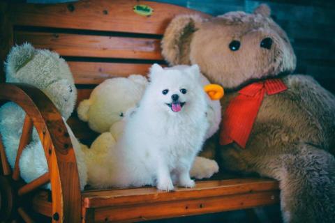 吳健豪 - 家裡狗的去外面寵物友善餐廳的照片