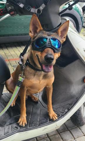 心 禾 狗 狗 教 學 - 