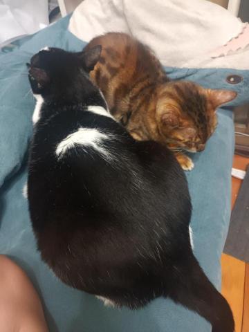 吳健豪 - 養的貓互相依偎