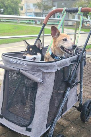 心 禾 狗 狗 教 學 - 