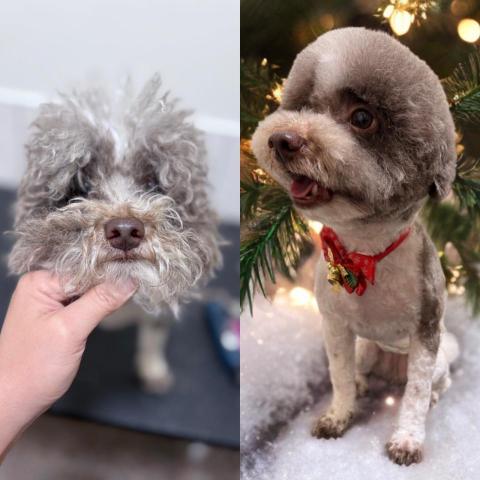 布露熊寵物美容店 - 