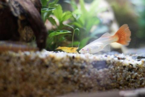 吳健豪 - 家裡養的魚