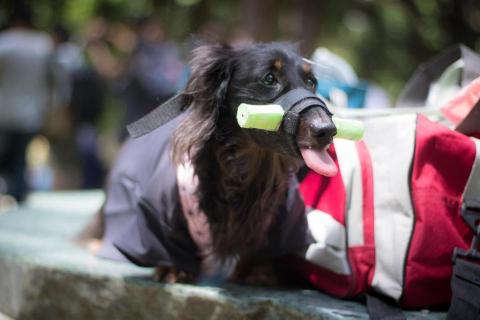 吳健豪 - 幫忙照顧的長毛臘腸散步扮裝照