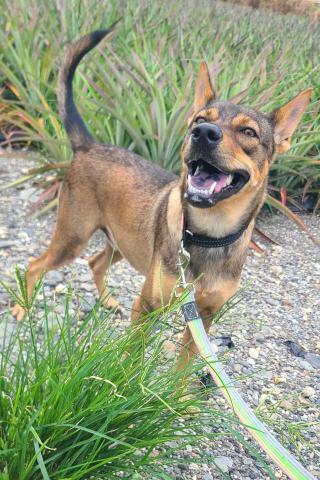 心 禾 狗 狗 教 學 - 