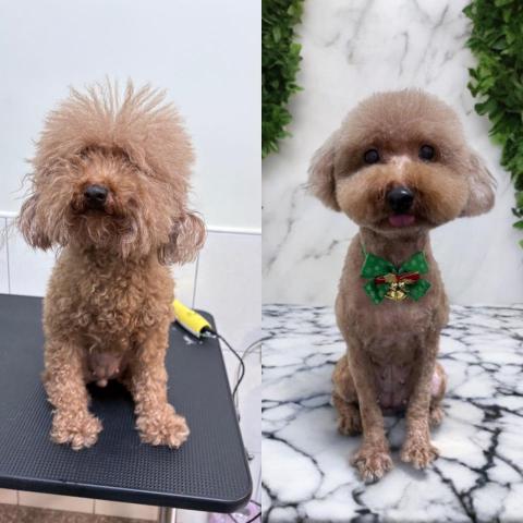 布露熊寵物美容店 - 