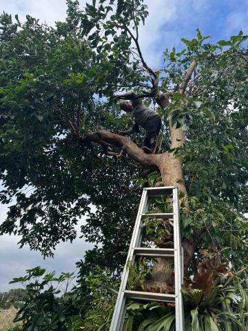 🪽森羽園藝 - 樹木移除