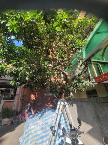 于森園藝企業社 （林先生） - 施工前