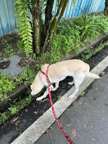 陳瑪特Maat - 遛狗+餵養 陳瑪特Maat - 遛狗+餵養
