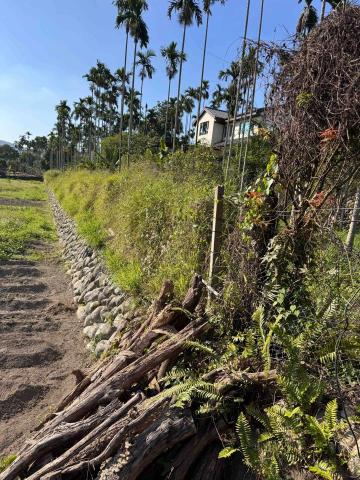 👑皇喬園藝《樹木修剪、伐木整地》 - 施工前