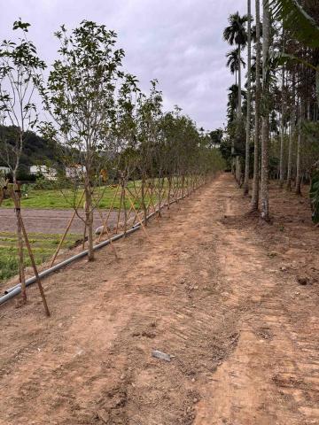 👑皇喬園藝《樹木修剪、伐木整地》 - 施工後