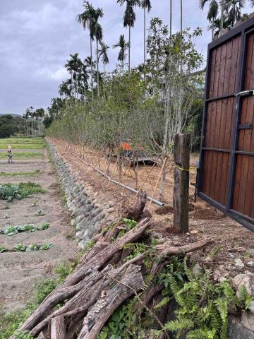 👑皇喬園藝《樹木修剪、伐木整地》 - 施工後